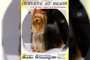 CROWN ROYAL ACE MALACON — Labaza DogPedigree YorkshireTerrier